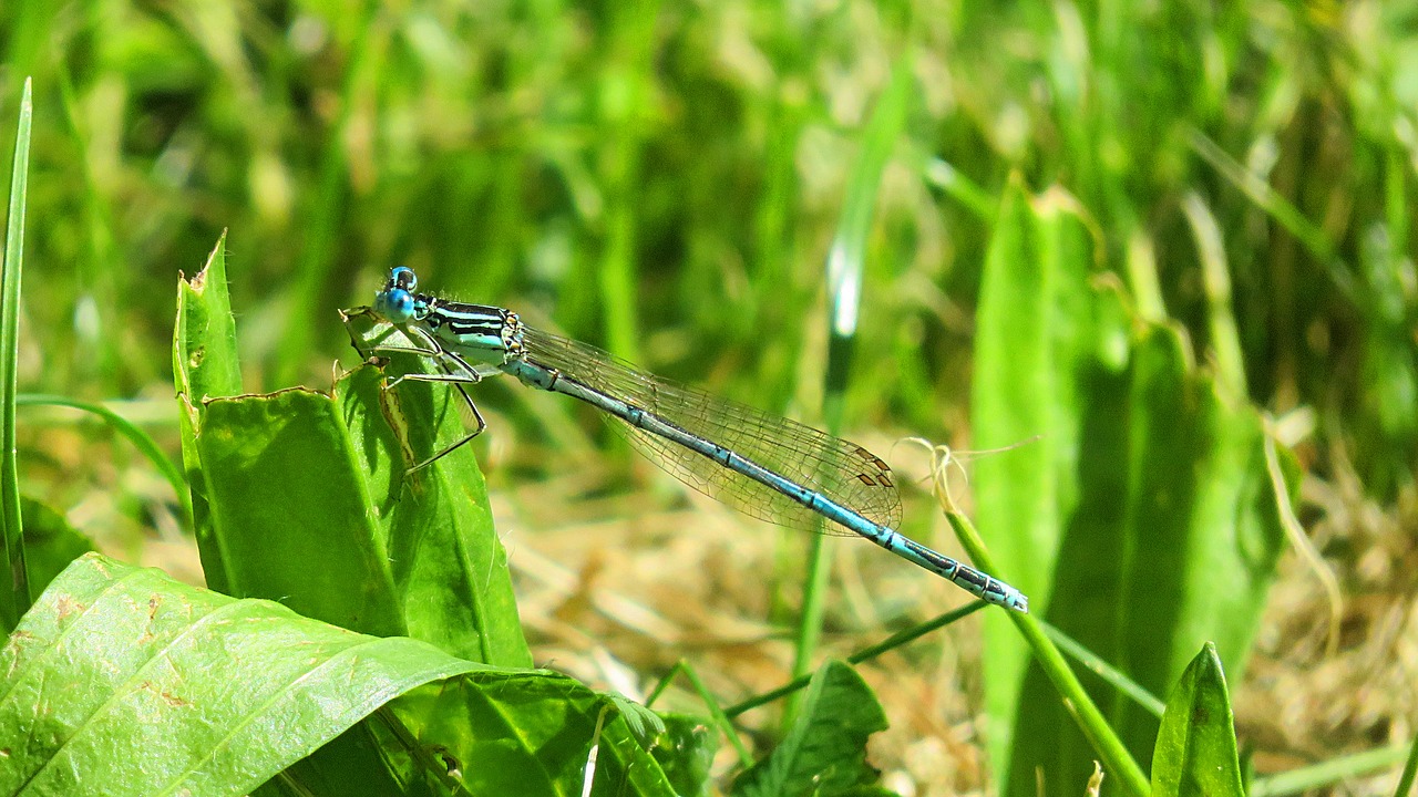 dragonfly meadow animal free photo