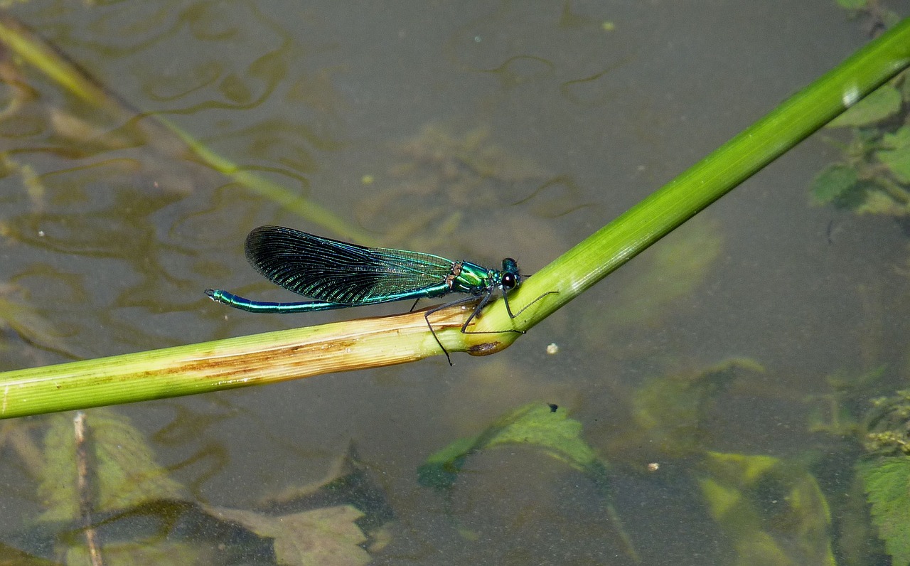 dragonfly wing animal free photo