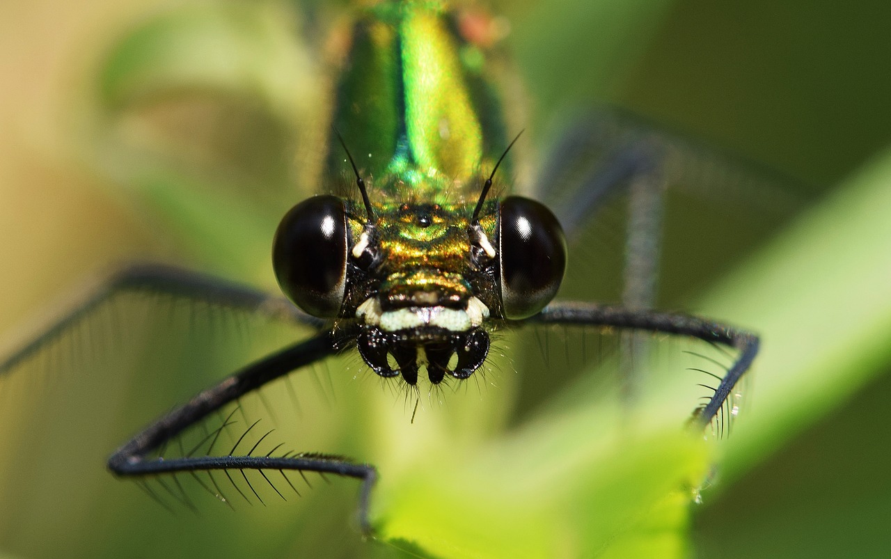 dragonfly close macro free photo