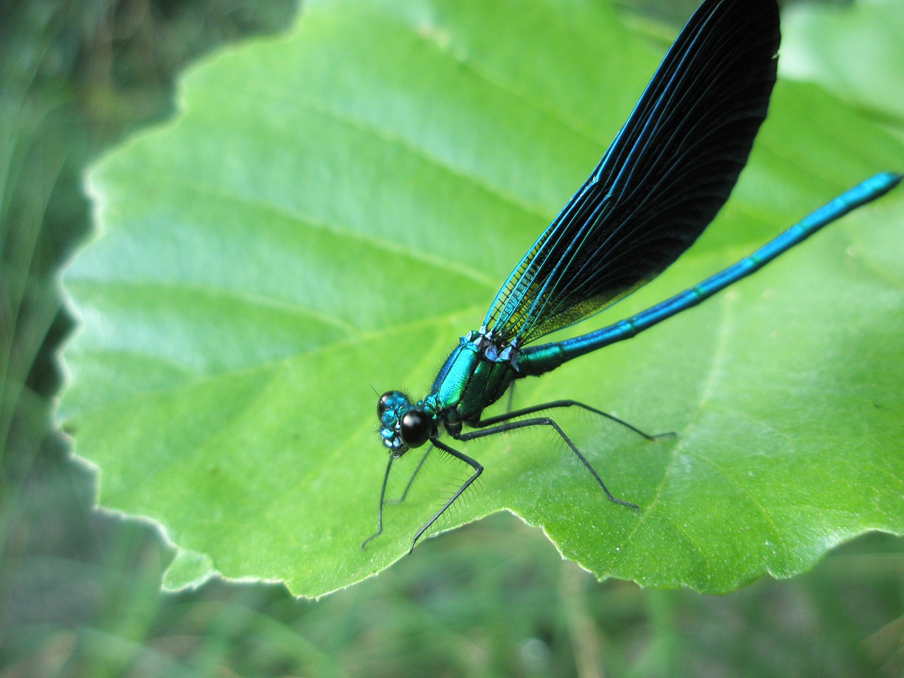 dragonfly insects animals free photo