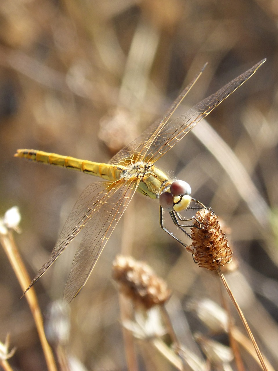 dragonfly yellow dragonfly cordulegaster boltonii free photo