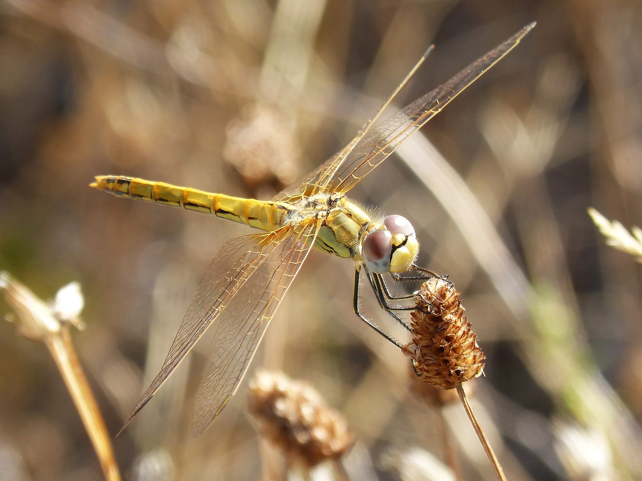 dragonfly yellow dragonfly cordulegaster boltonii free photo