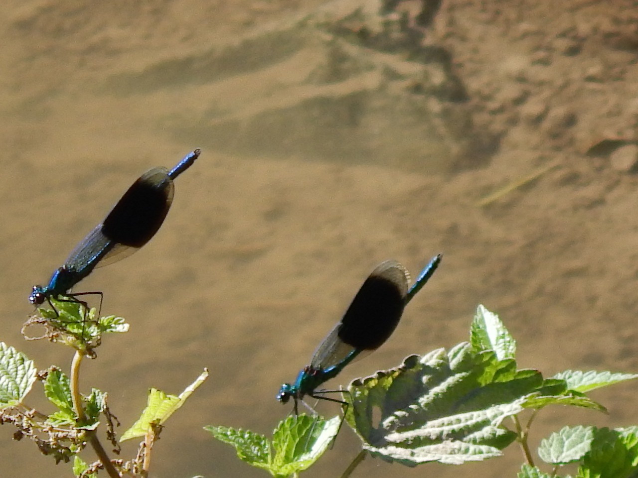 dragonfly water insect free photo