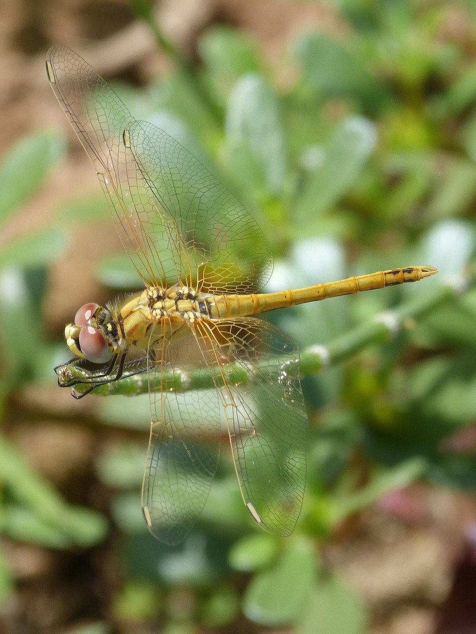 dragonfly yellow dragonfly cordulegaster boltonii free photo