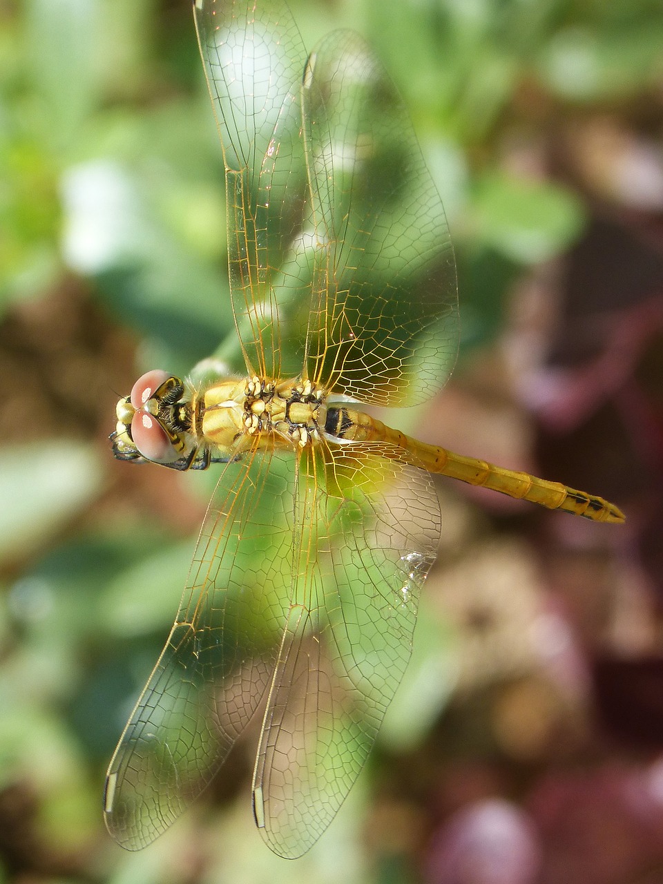 dragonfly yellow dragonfly cordulegaster boltonii free photo