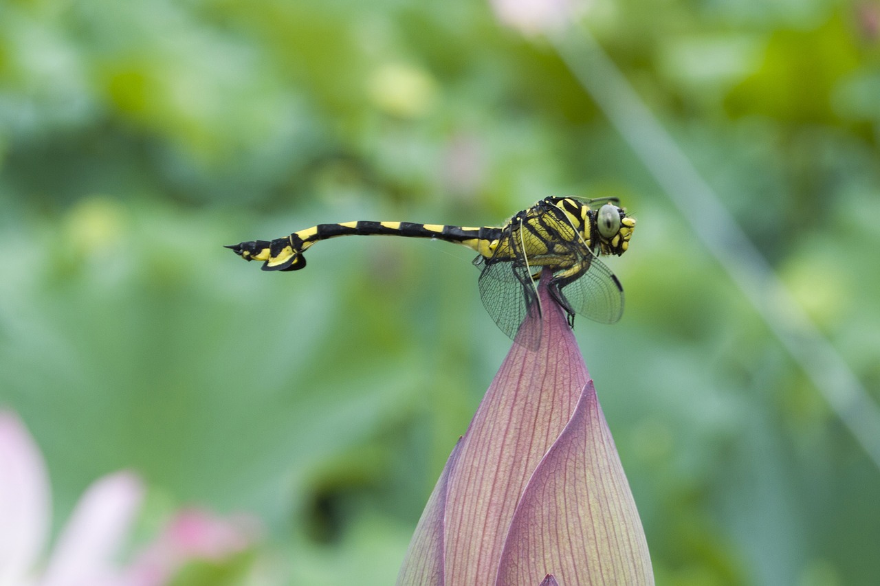 dragonfly animal insect free photo