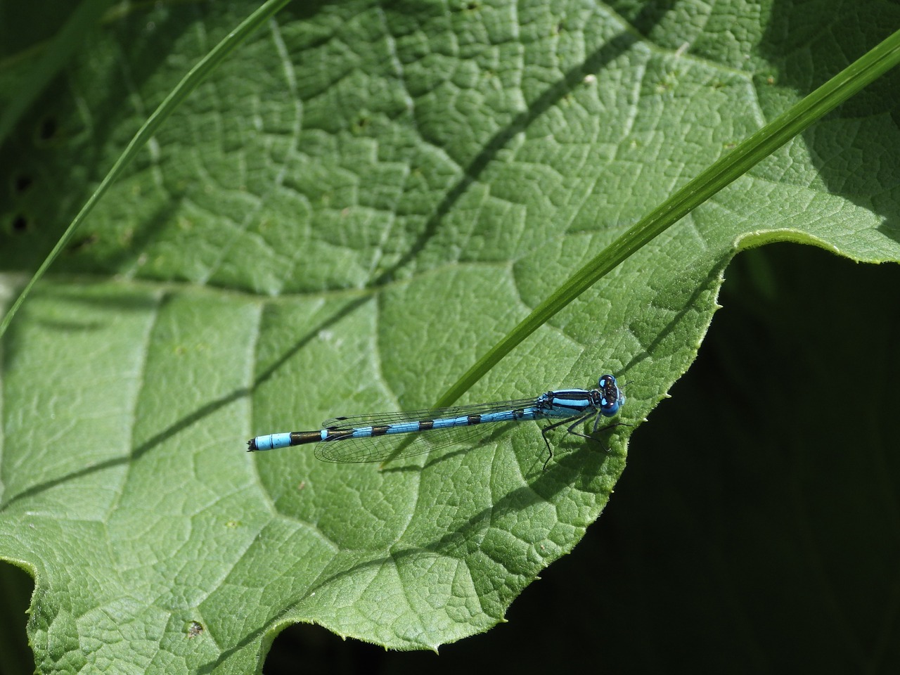 dragonfly nature leaf free photo