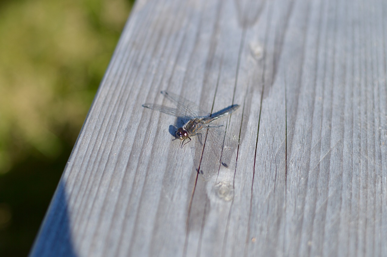 dragonfly summer national park free photo