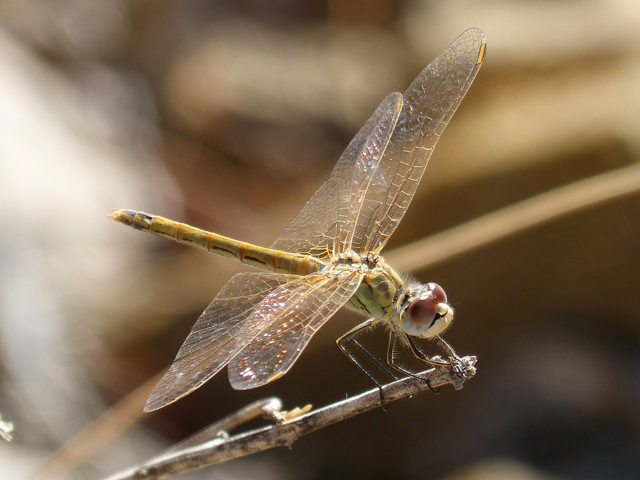 dragonfly iridescent translucent wings free photo