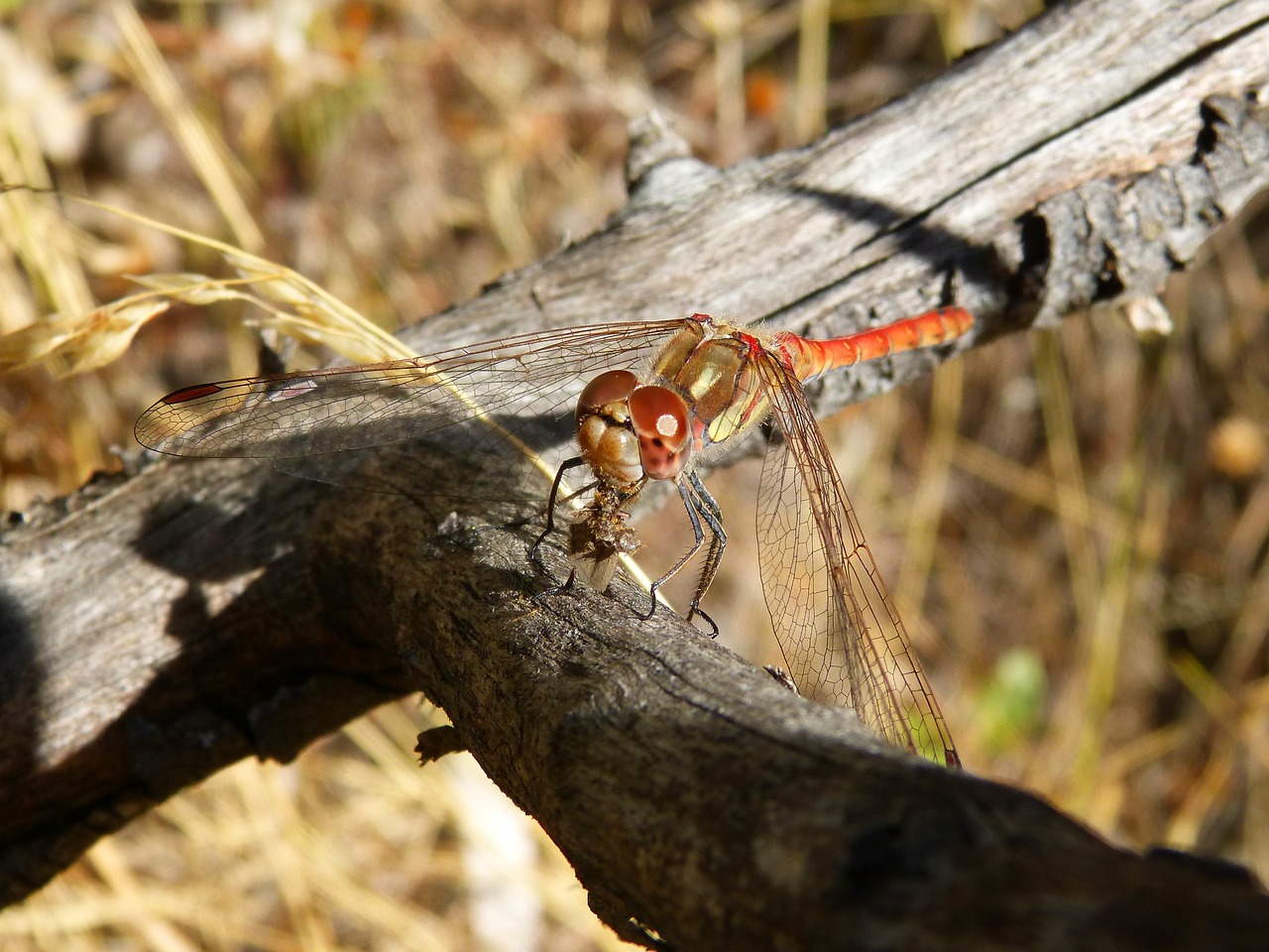dragonfly winged insect branch free photo
