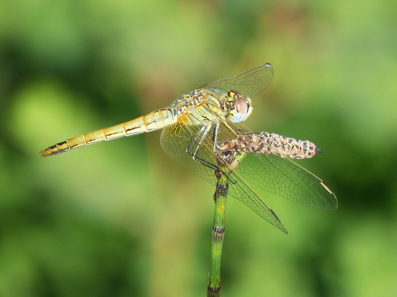 dragonfly branch winged insect free photo