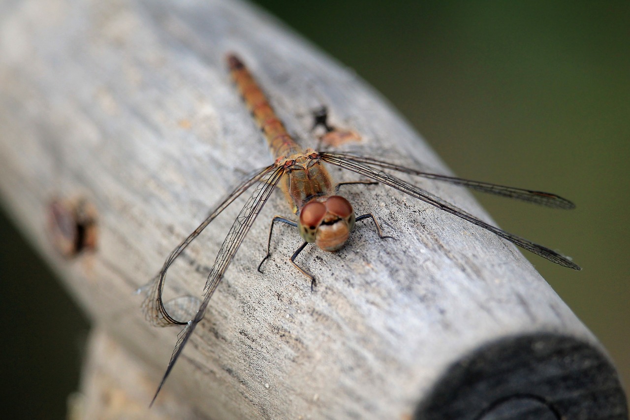 dragonfly insect close free photo