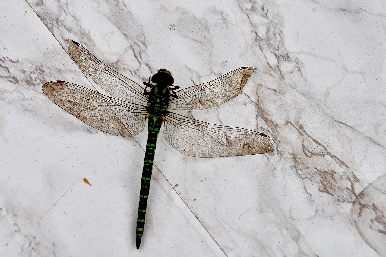 dragonfly insect wing free photo