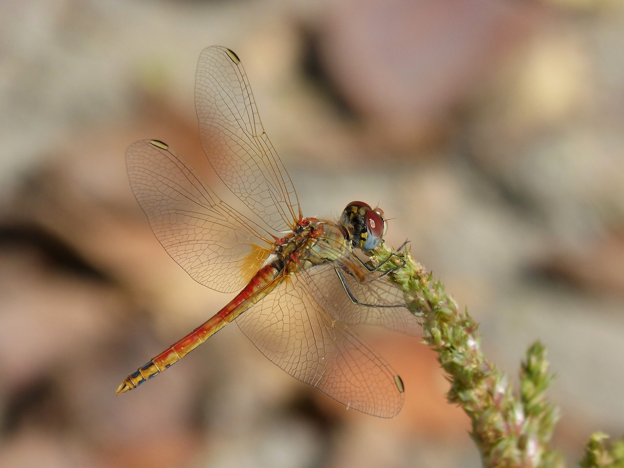dragonfly sympetrum striolatum winged insect free photo