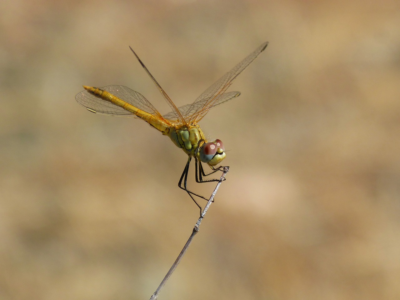 dragonfly sympetrum striolatum odonato free photo