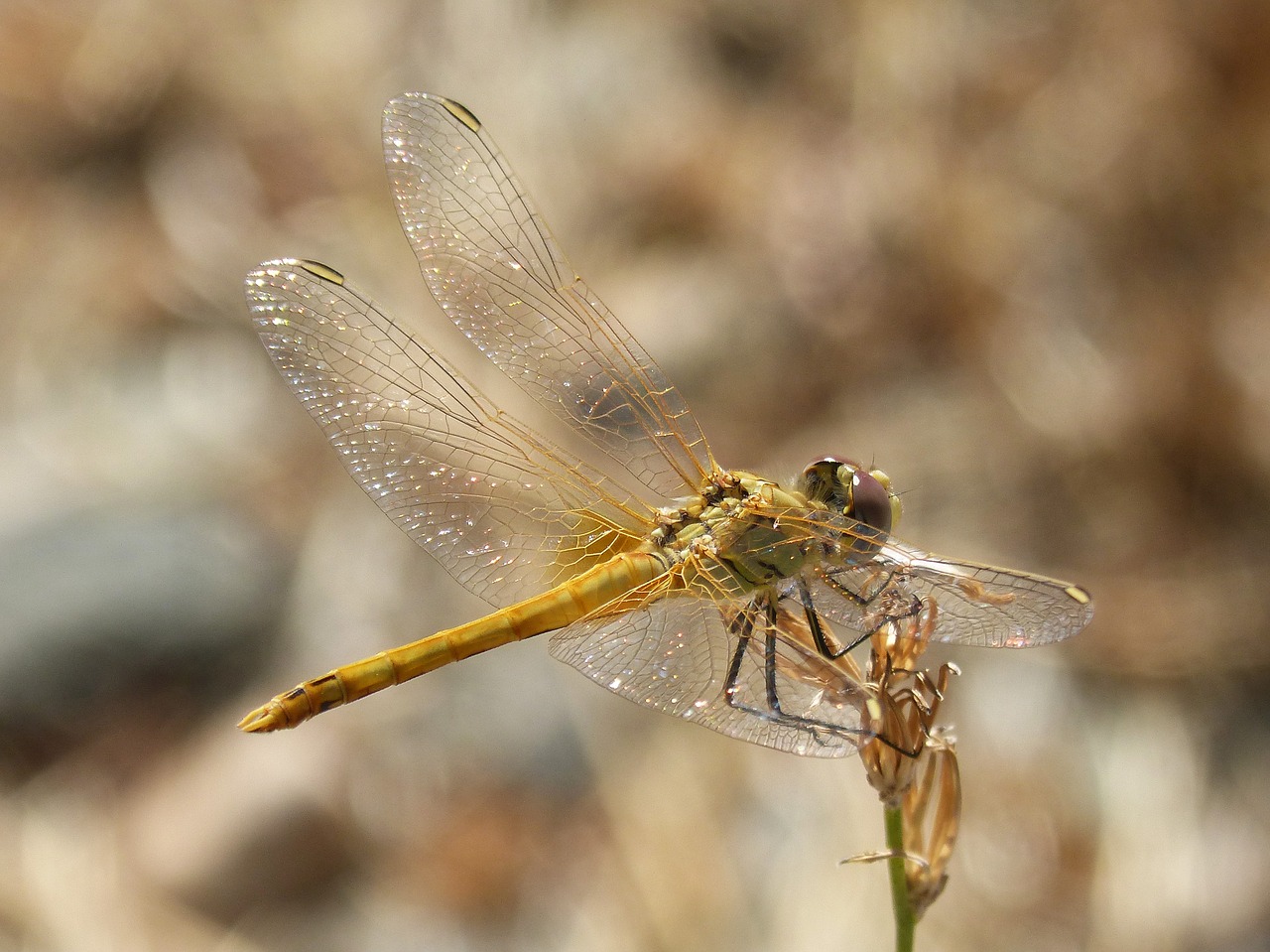 dragonfly iridescent branch free photo