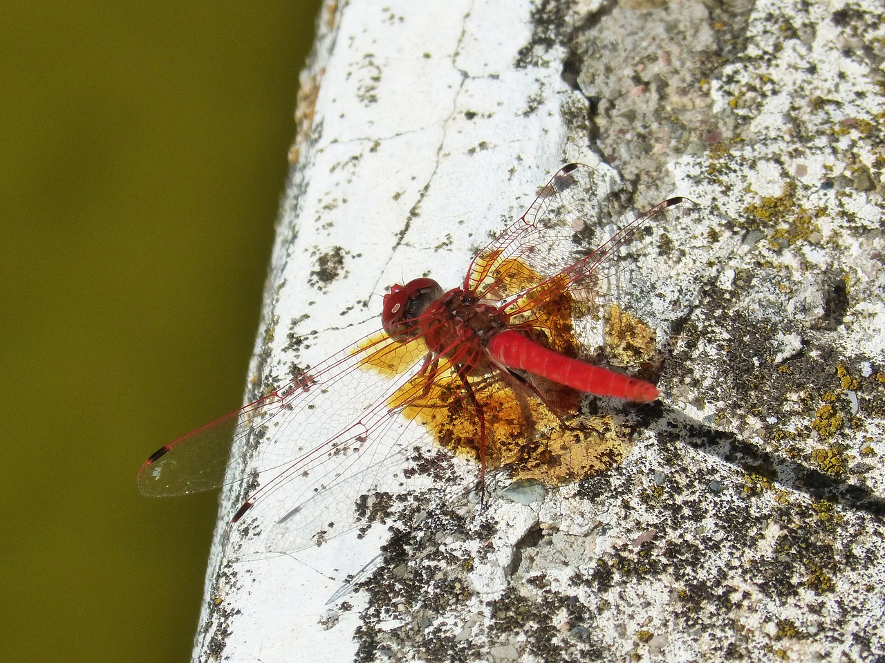 dragonfly red dragonfly raft free photo