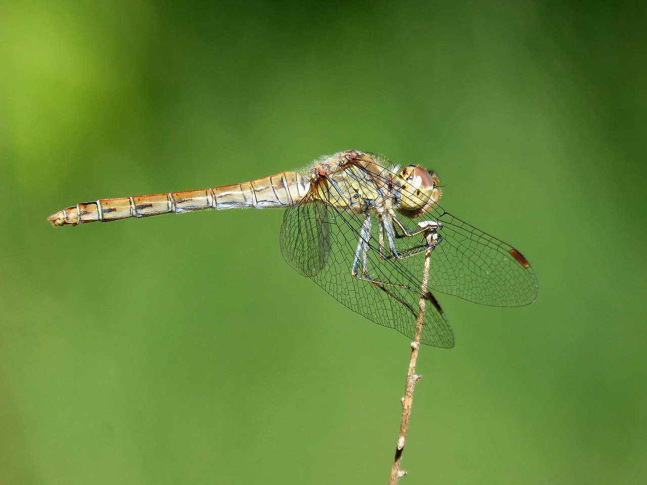 dragonfly odonato detail free photo