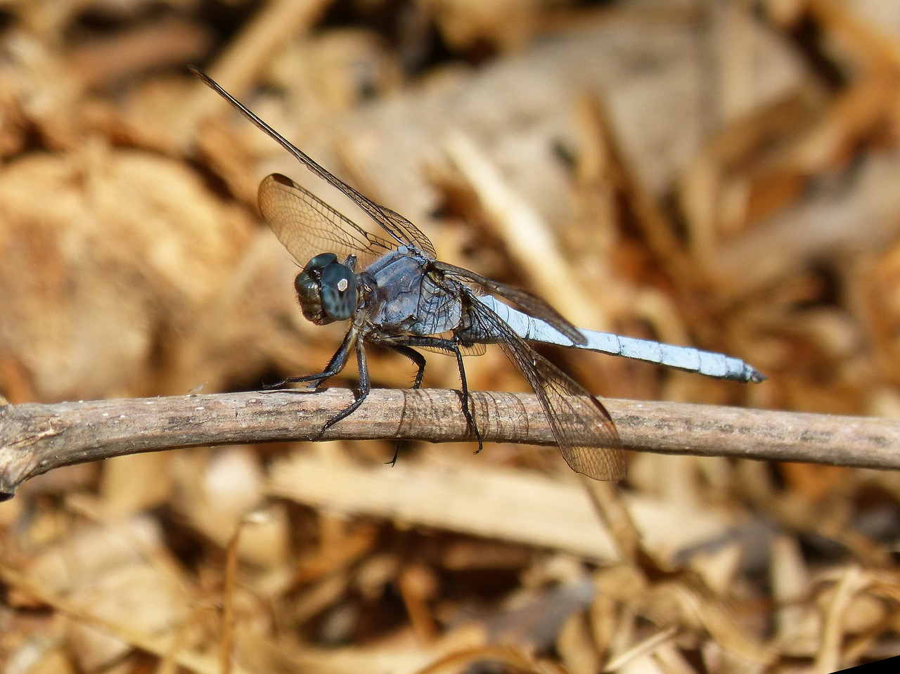 dragonfly blue dragonfly orthetrum brunneum free photo