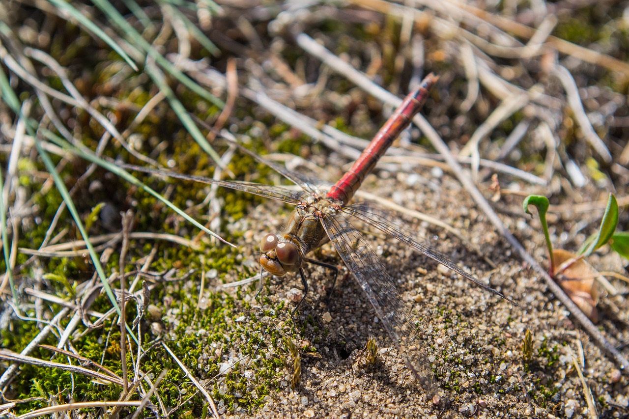 dragonfly flight insect close free photo