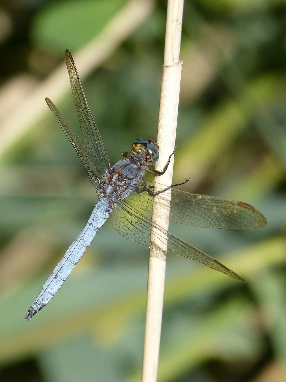 dragonfly blue dragonfly orthetrum brunneum free photo