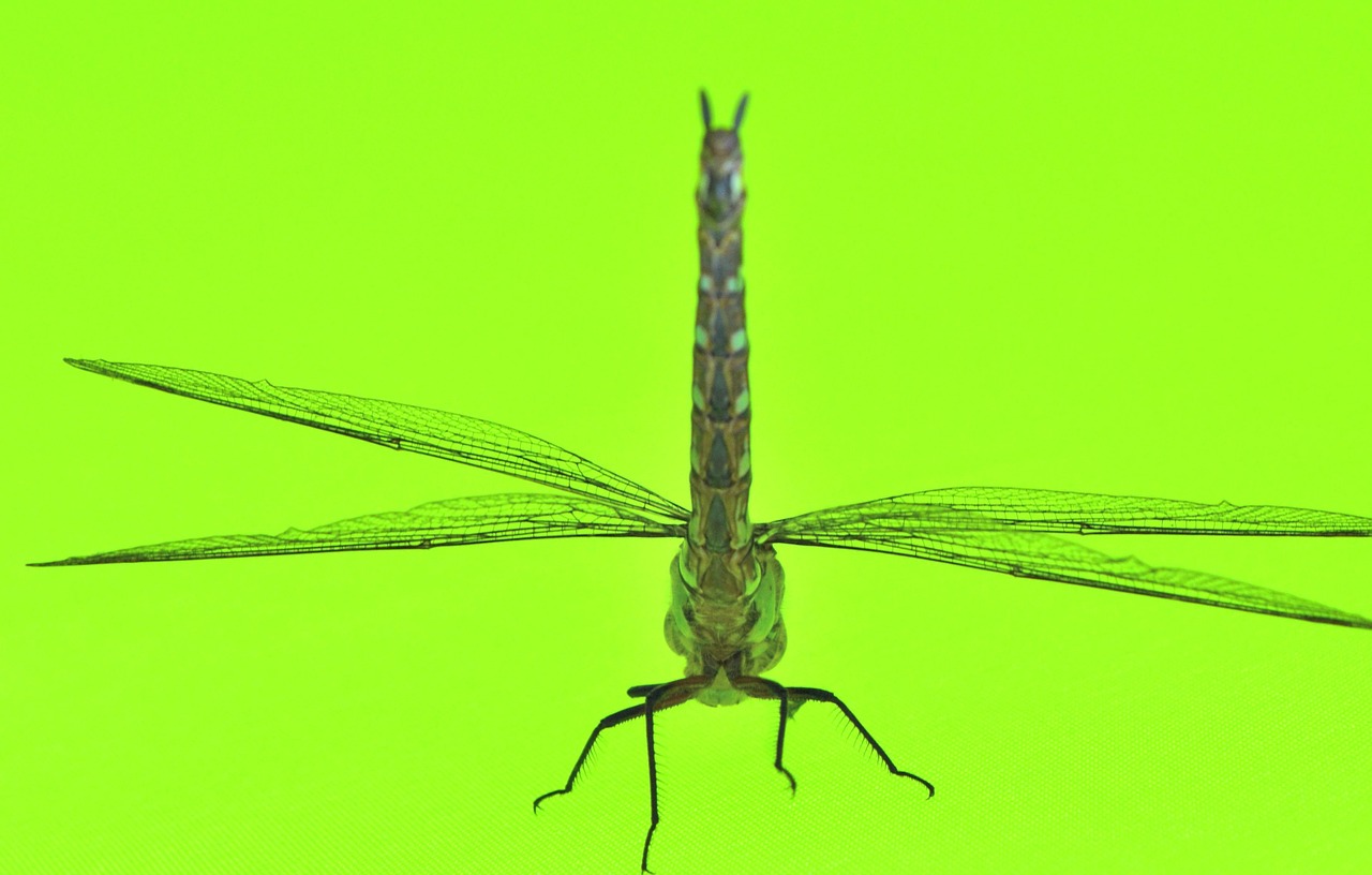 dragonfly green macro free photo