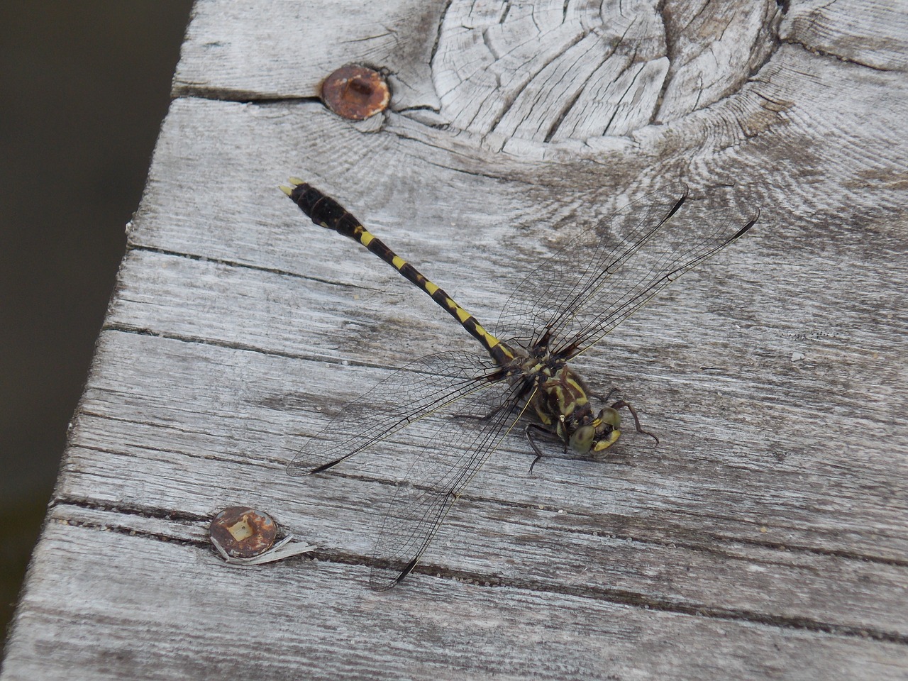 dragonfly insect dragonflies free photo