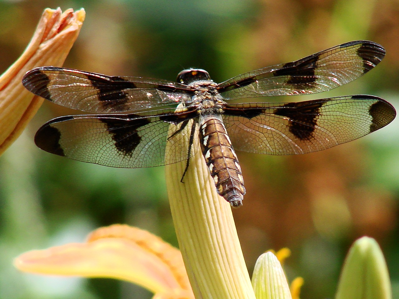 dragonfly transparent wing free photo