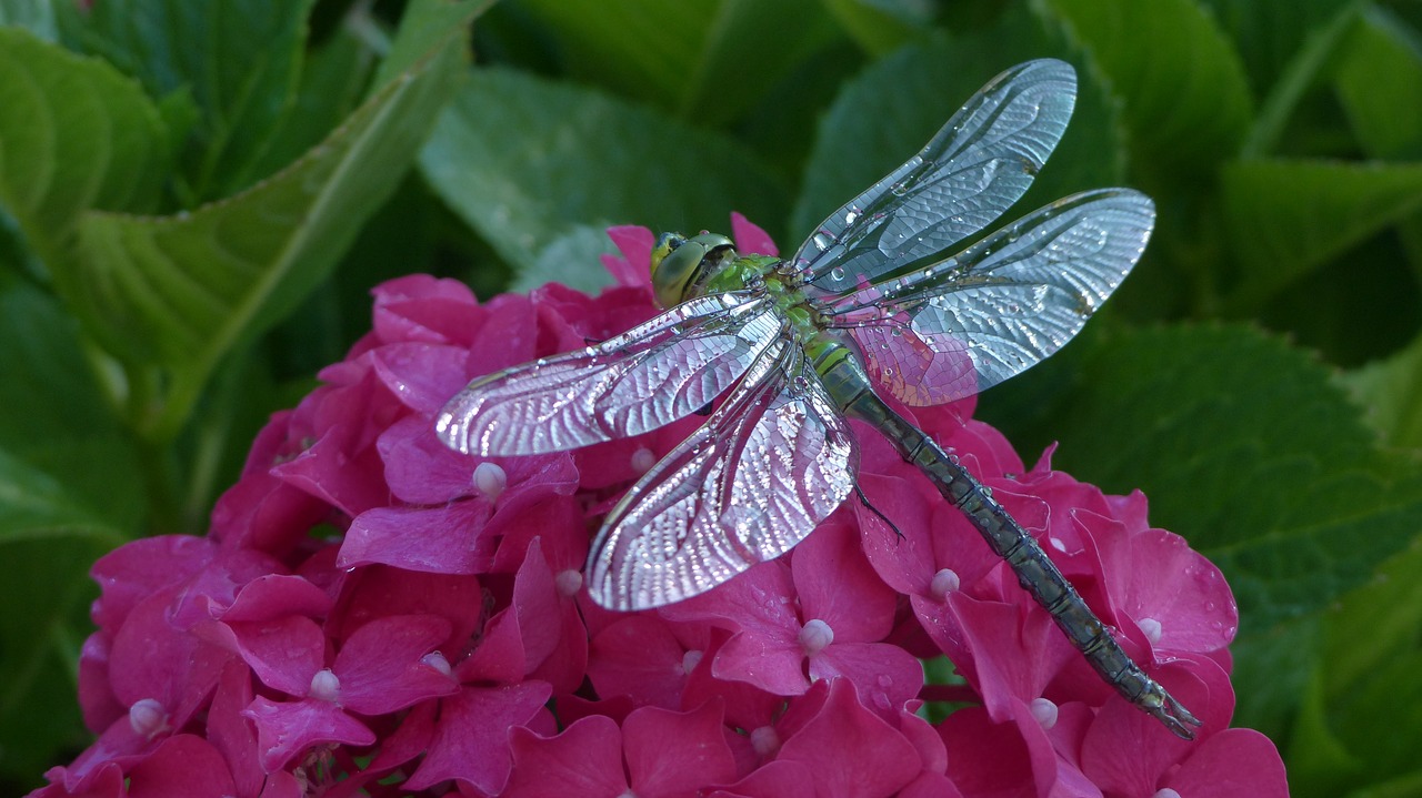 dragonfly hortensia animals free photo