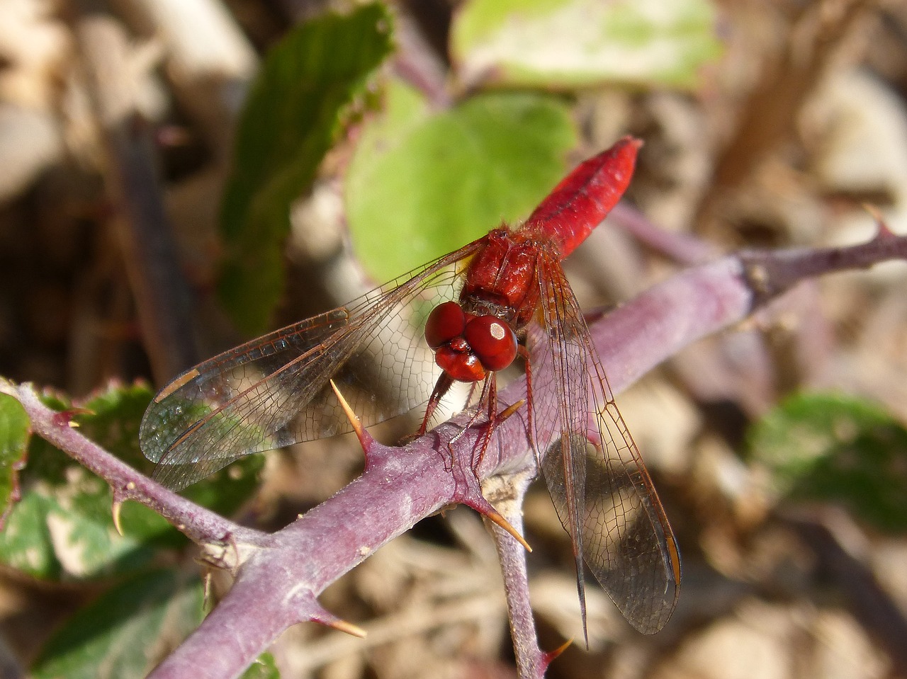 dragonfly annulata trithemis red dragonfly free photo