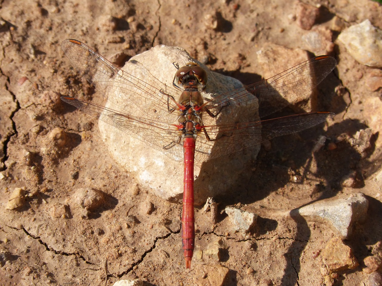 dragonfly sympetrum striolatum red dragonfly free photo