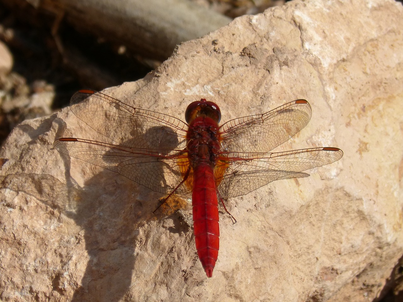 dragonfly annulata trithemis red dragonfly free photo