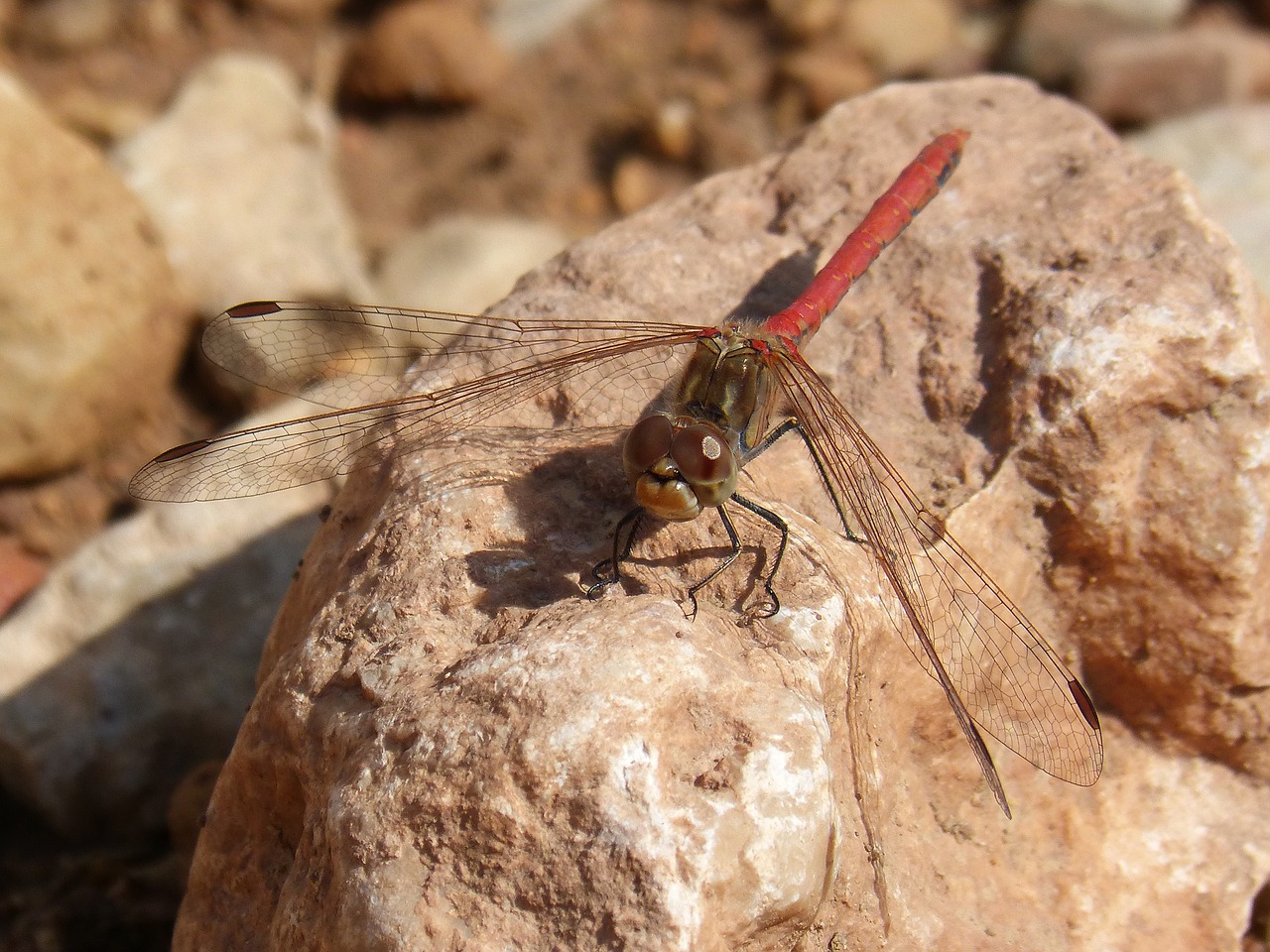 dragonfly sympetrum striolatum red dragonfly free photo