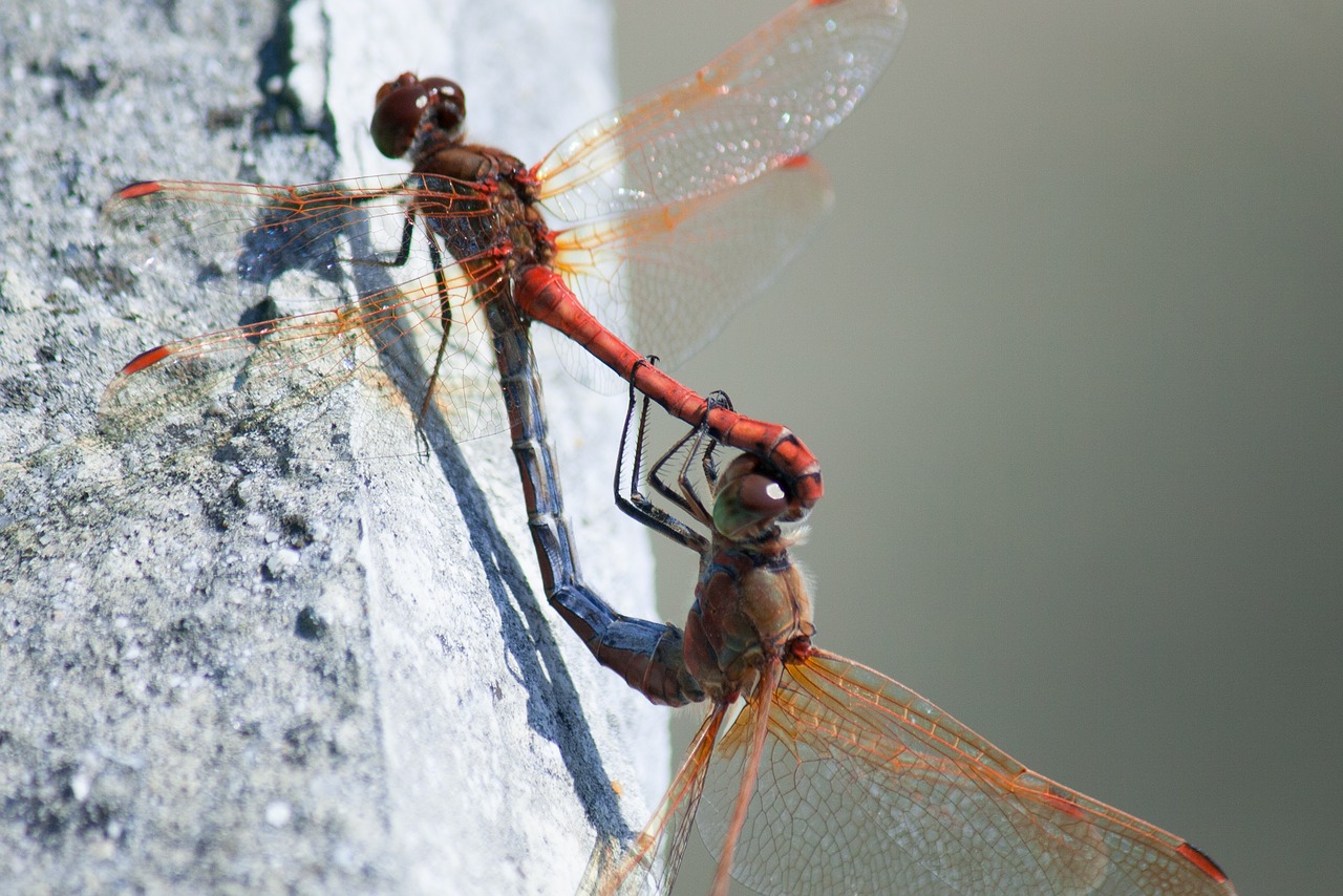 dragonfly mating summer free photo