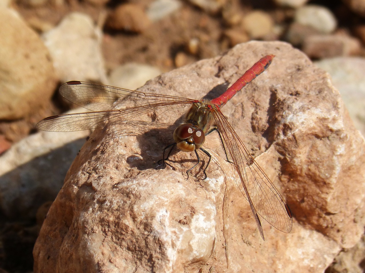 dragonfly sympetrum striolatum red dragonfly free photo