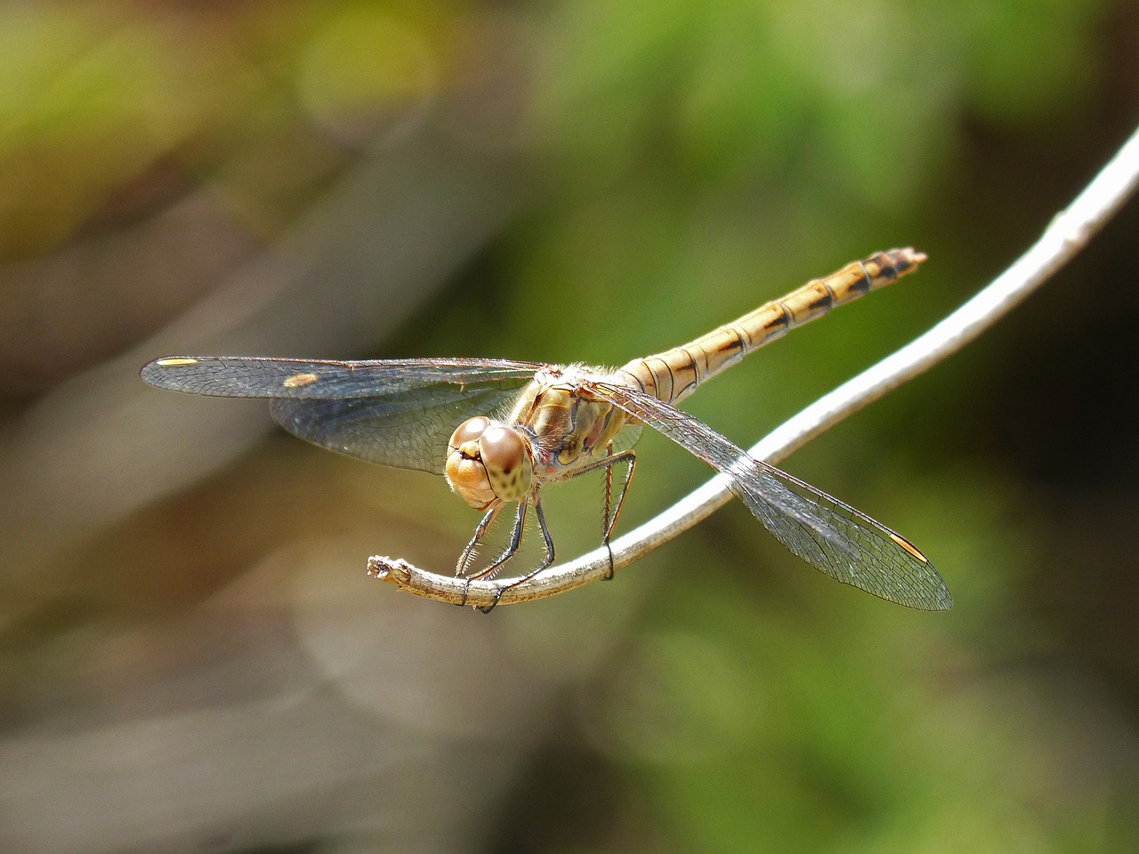 dragonfly sympetrum striolatum winged insect free photo