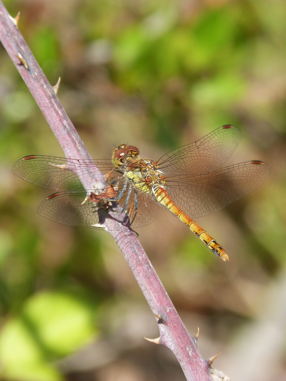 dragonfly sympetrum striolatum blackberry free photo