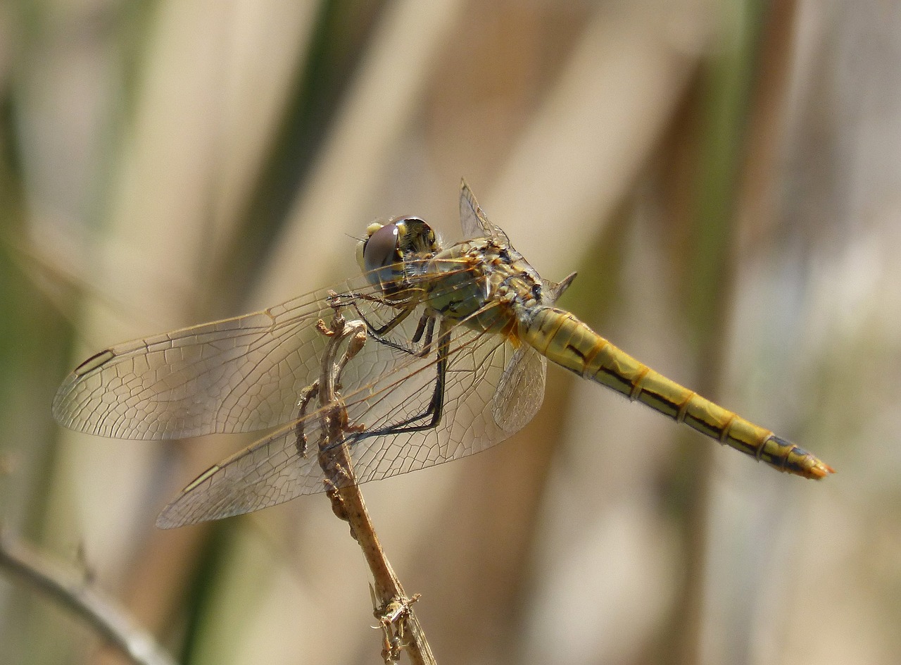 dragonfly annulata trithemis i odonado free photo