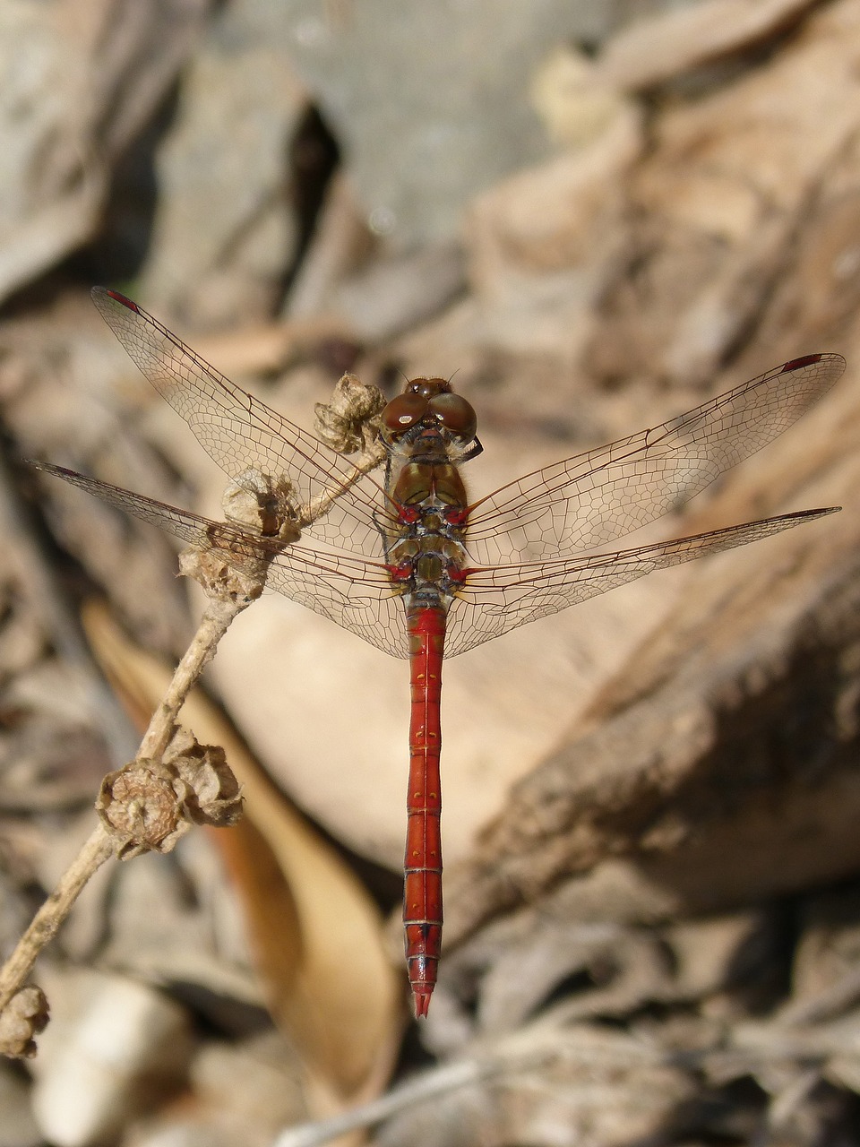 dragonfly annulata trithemis i odonado free photo