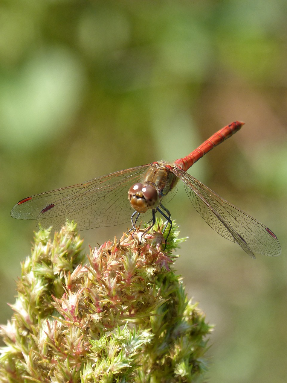 dragonfly annulata trithemis i odonado free photo