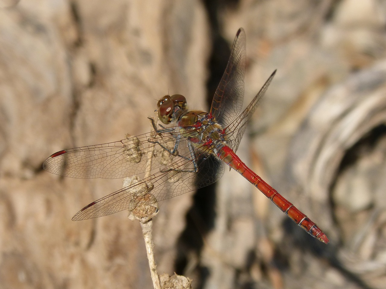 dragonfly annulata trithemis i odonado free photo