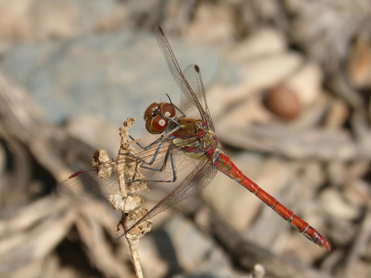 dragonfly annulata trithemis i odonado free photo