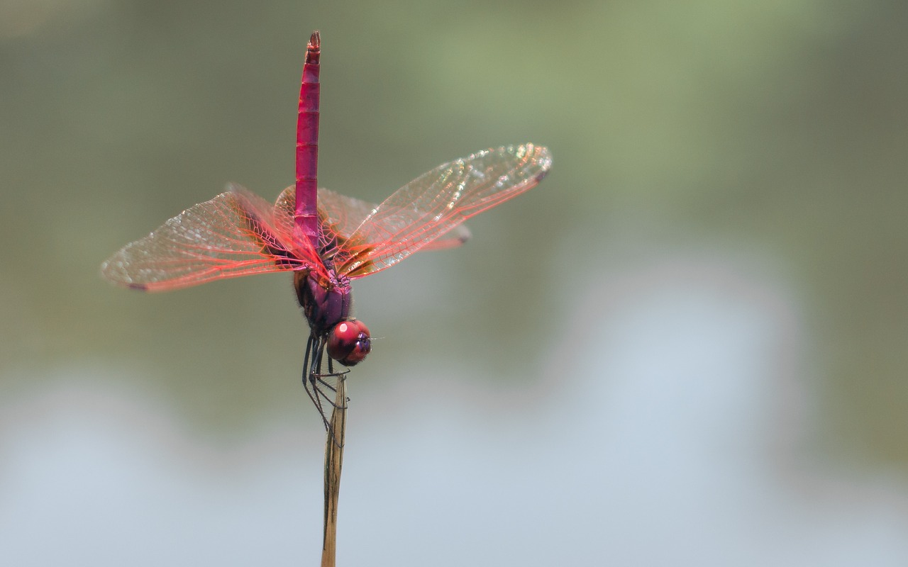 dragonfly red dragonfly animal free photo