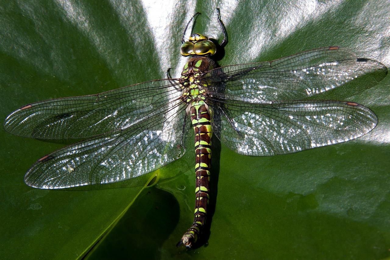 dragonfly odonata insect free photo