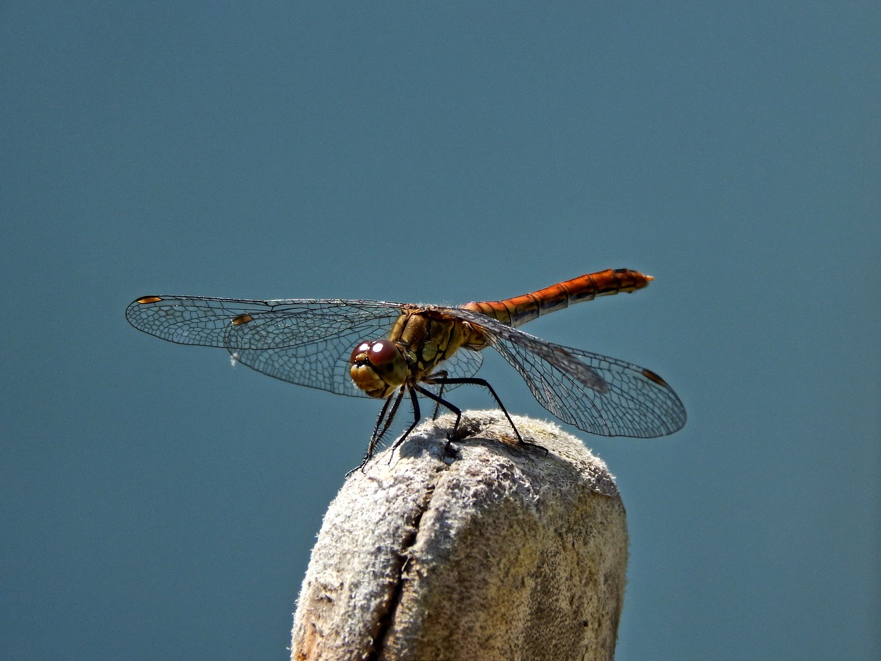 dragonfly nature summer free photo