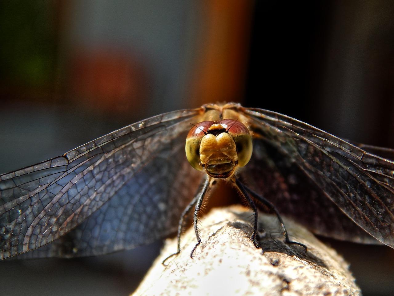 dragonfly nature macro free photo