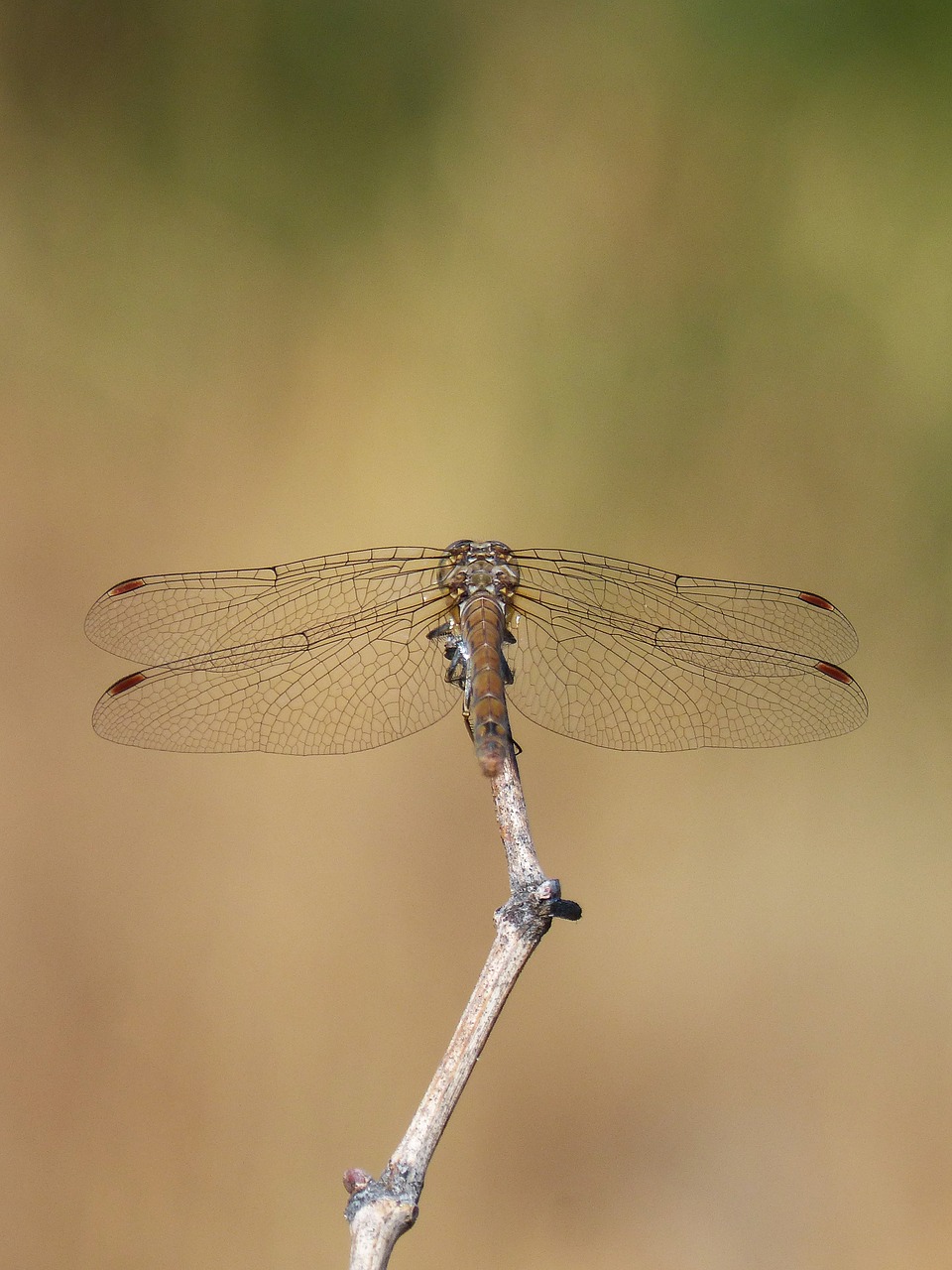 dragonfly branch sympetrum striolatum free photo