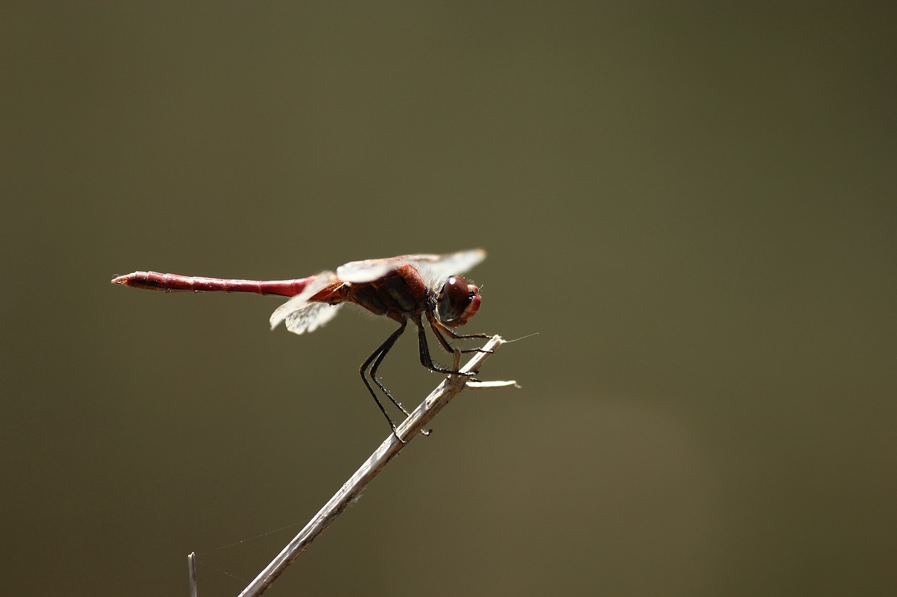 dragonfly fly animal free photo