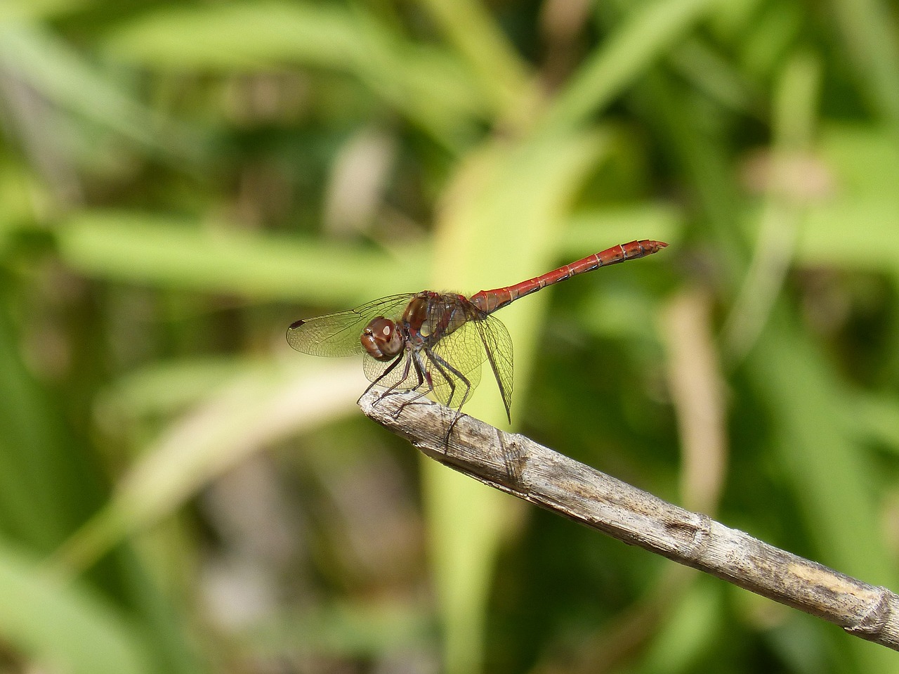 dragonfly cane red dragonfly free photo