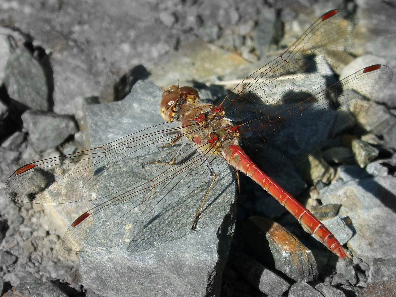 dragonfly rock red dragonfly free photo